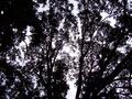 tree over the wedding.jpg